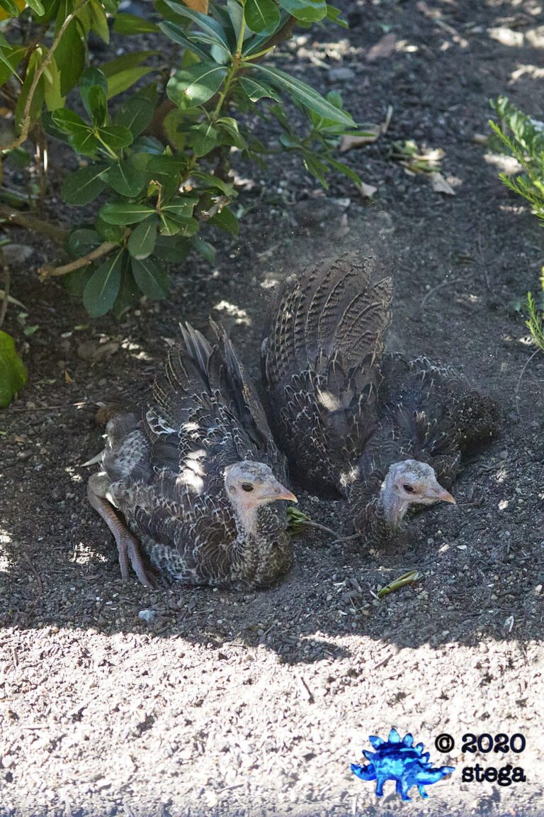 Wild Turkeys Bathing