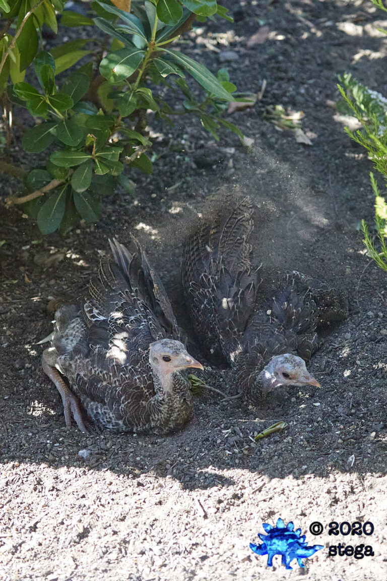 Wild Turkeys