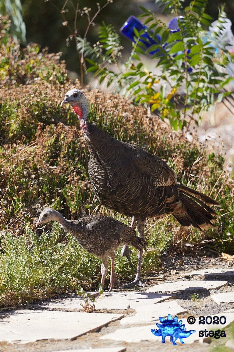 Wild Turkeys