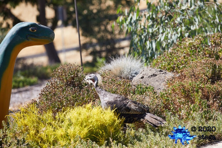 Wild Turkey