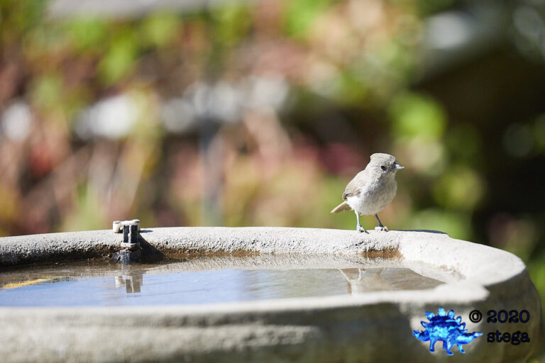 Oak Titmouse