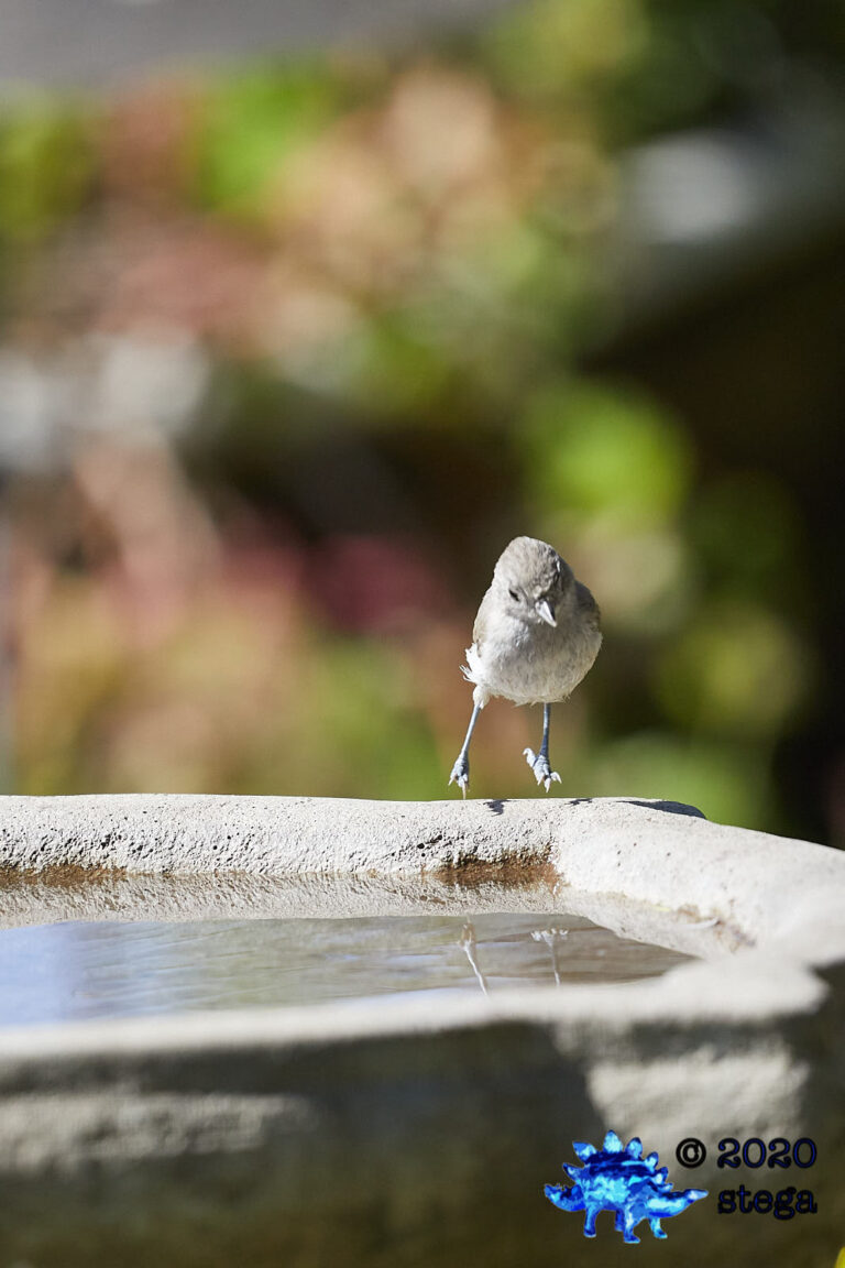 Oak Titmouse