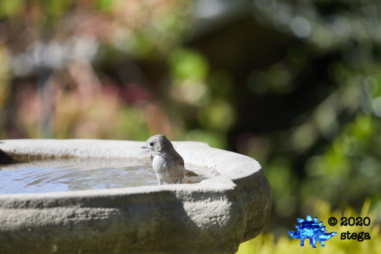 Oak Titmouse