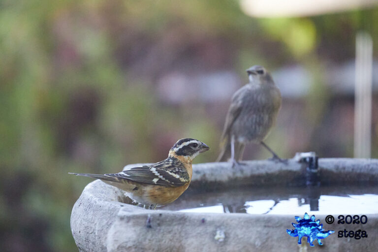 Black-headed Grosbeak