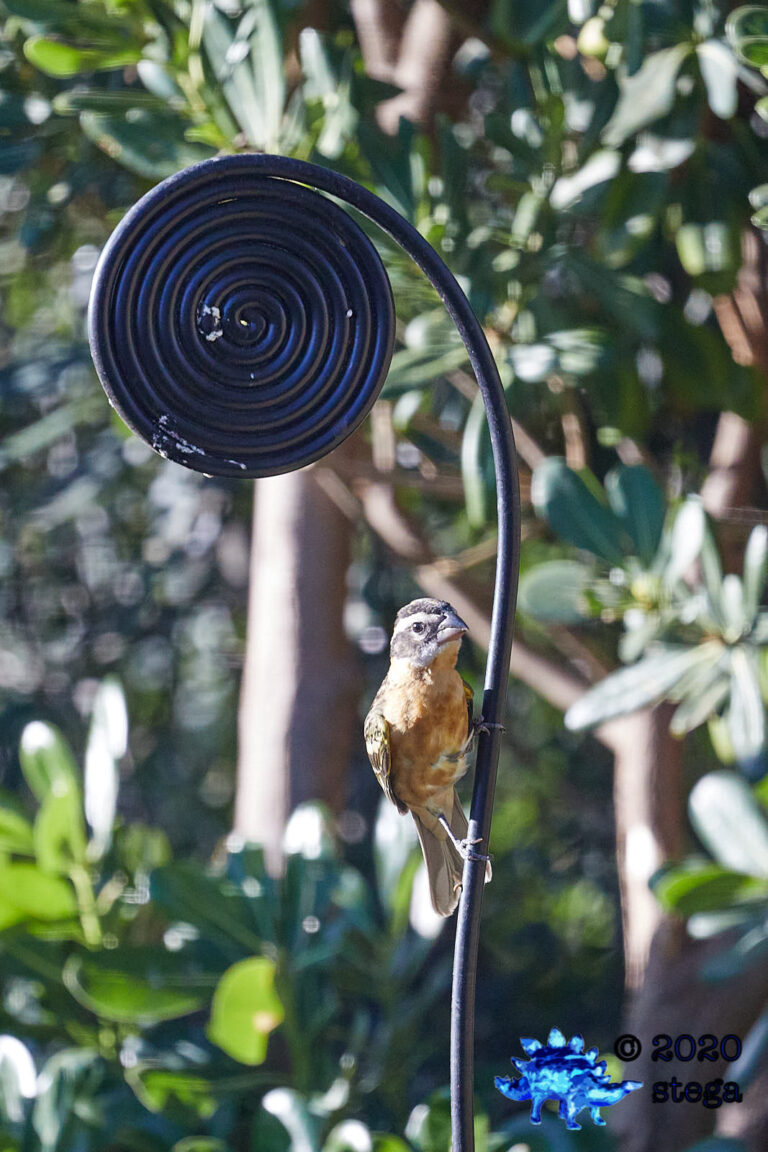 Black-headed Grosbeak