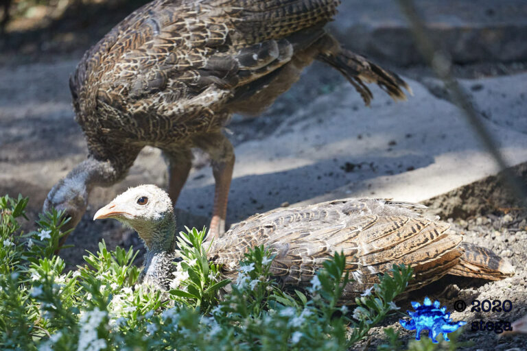 Young Turkey
