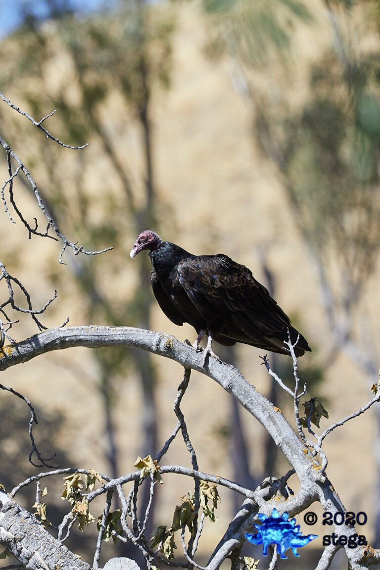 Turkey Vulture