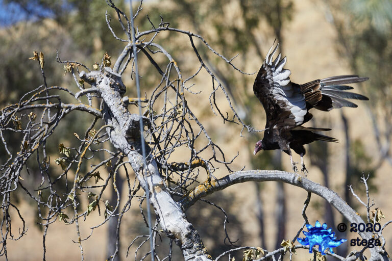 Turkey Vulture