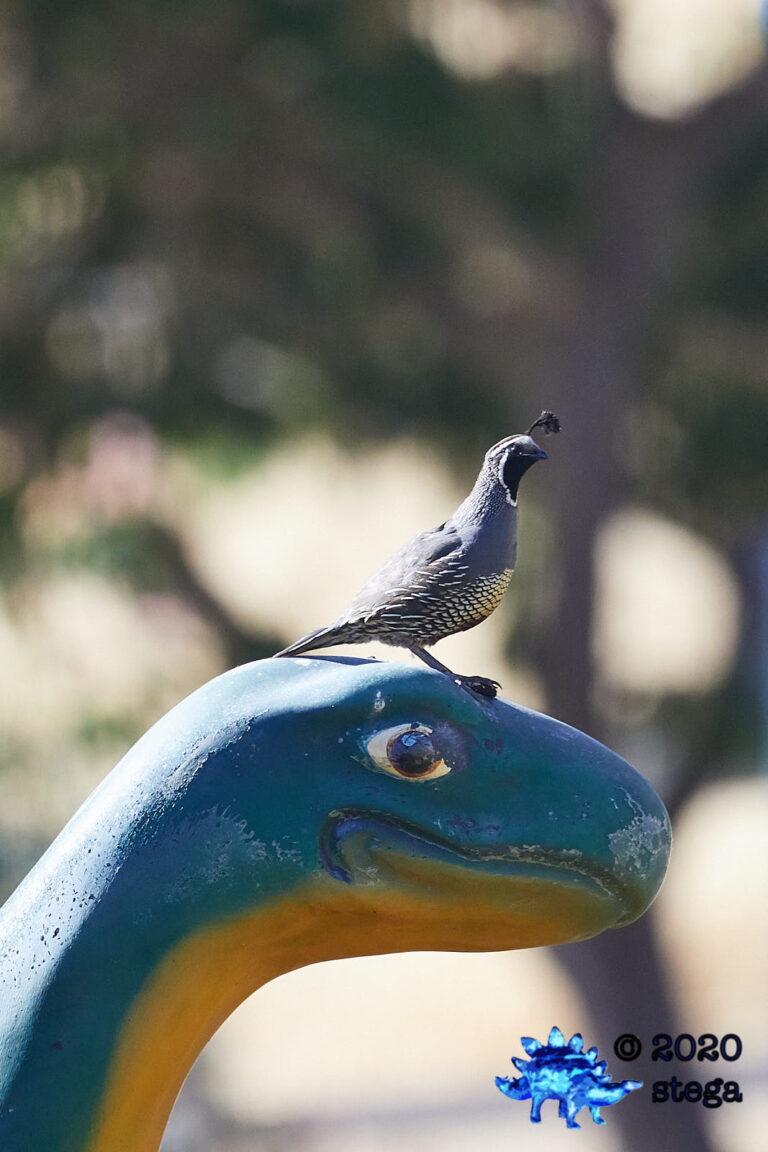 Dinosaur with California Quail Accoutrement