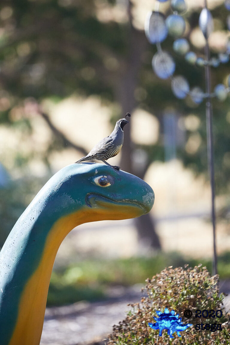 California Quail on Lookout