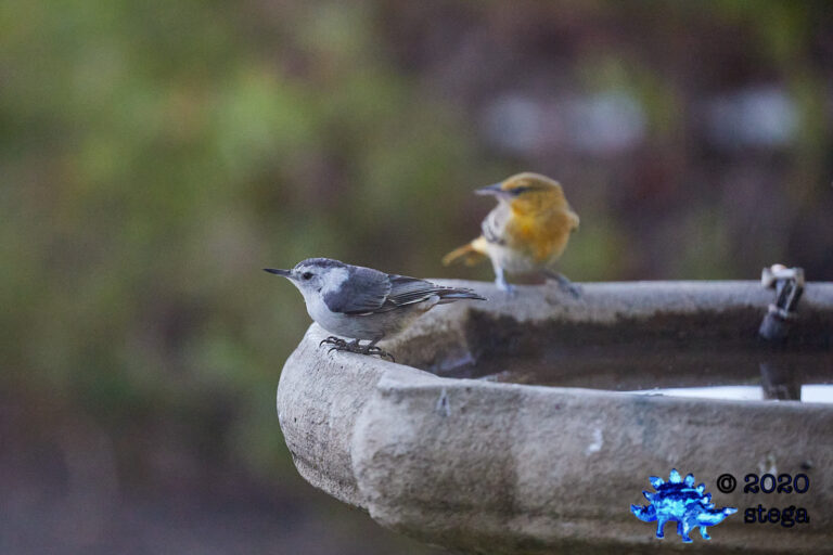 White Breasted Nuthatch with Bullock’s Oriole