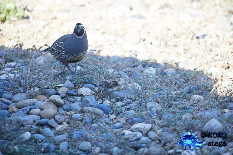 California Quail