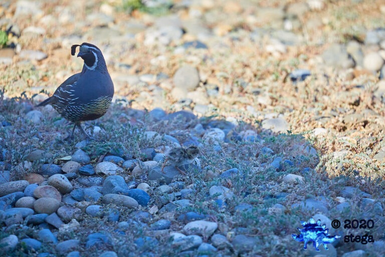 California Quail (find the chick)
