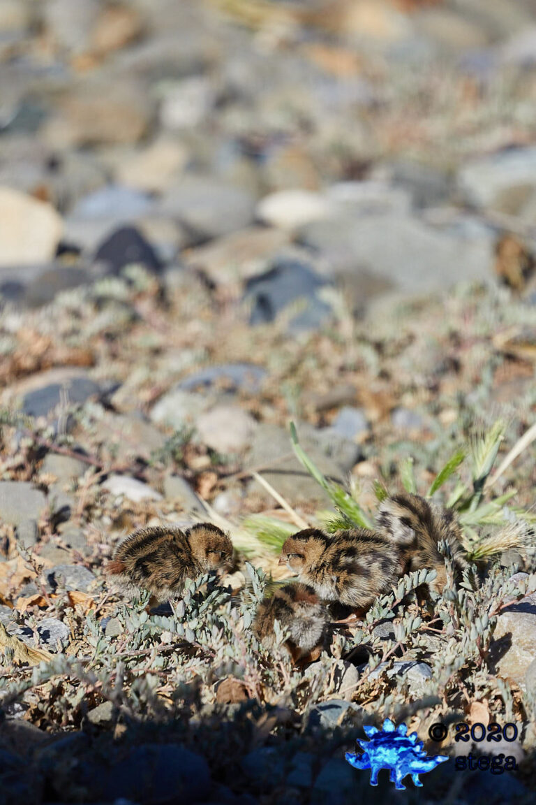 California Quail Chicks