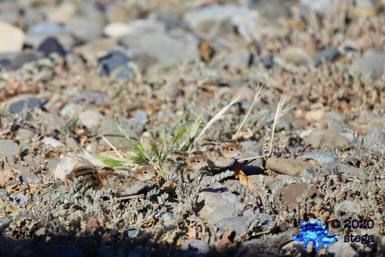 California Quail Chicks
