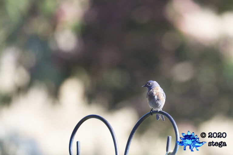 Western Bluebird