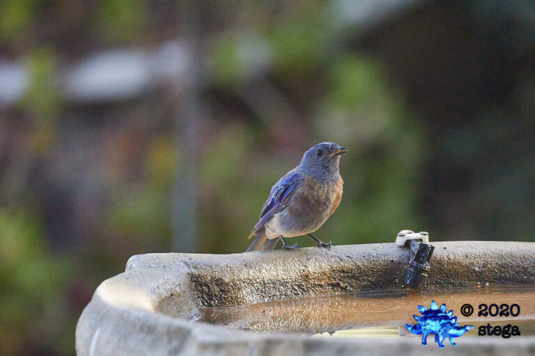 Western Bluebird