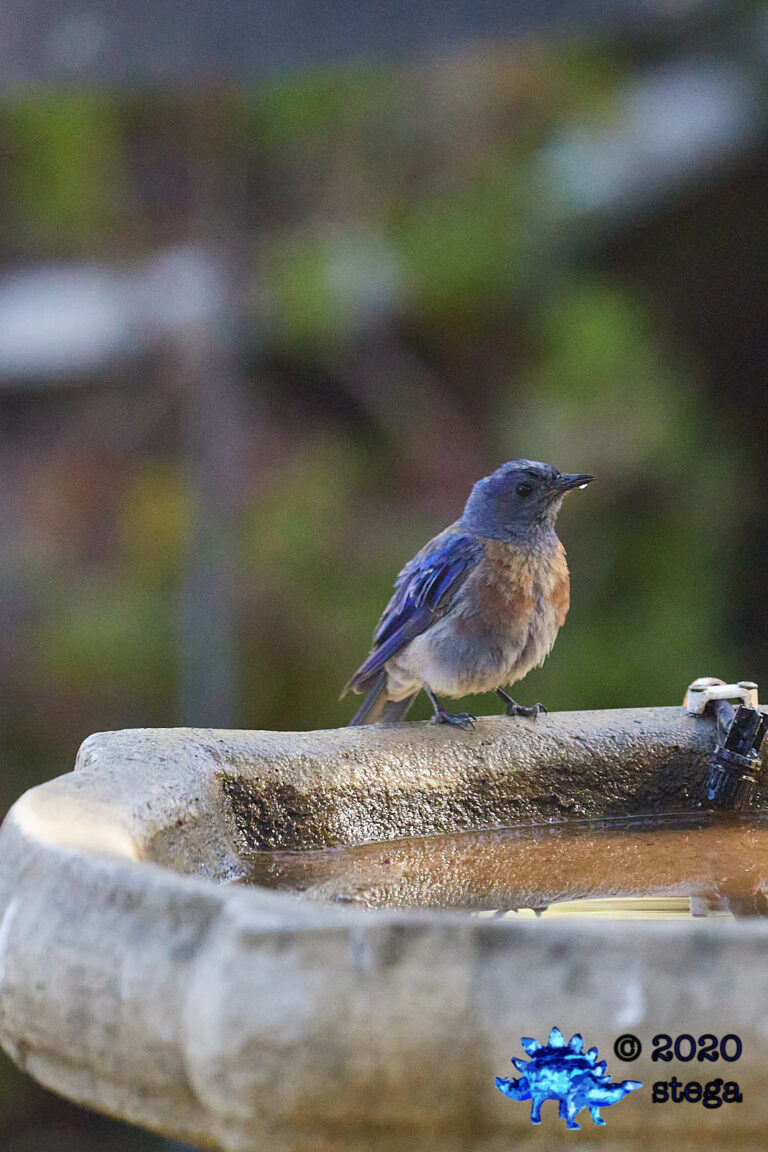 Western Bluebird