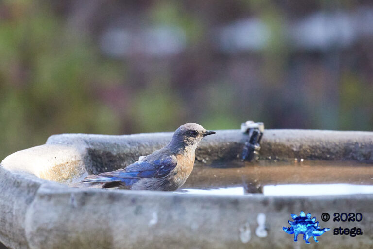 Western Bluebird