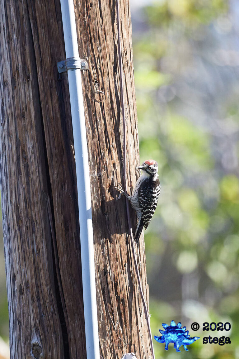 Nuttall’s Woodpecker
