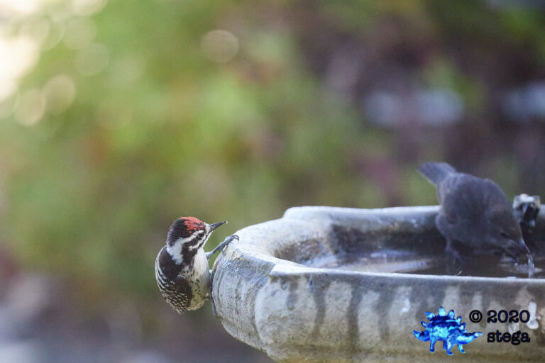 Nuttall’s Woodpecker