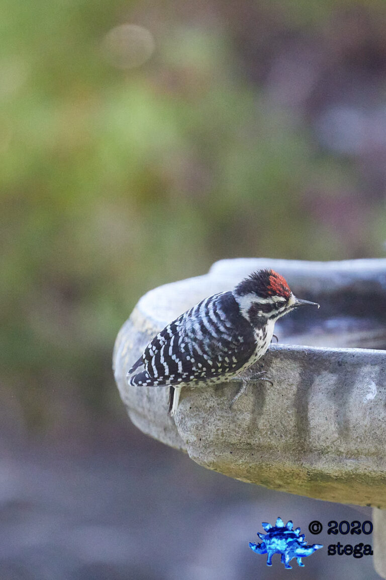 Nuttall’s Woodpecker