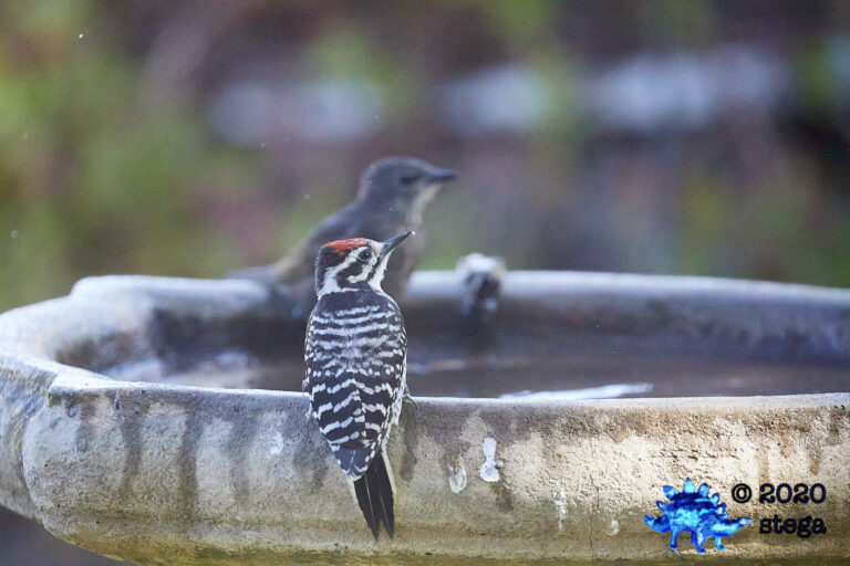 Nuttall’s Woodpecker
