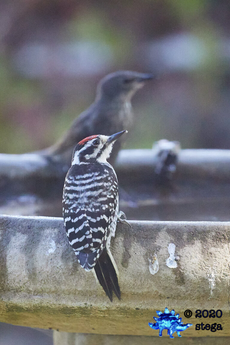 Nuttall’s Woodpecker