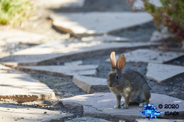 Young Western Hare