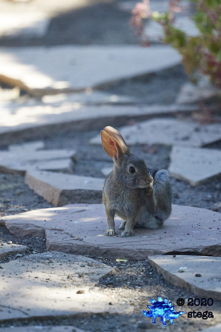 Baby Hare