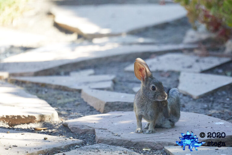 Baby Hare