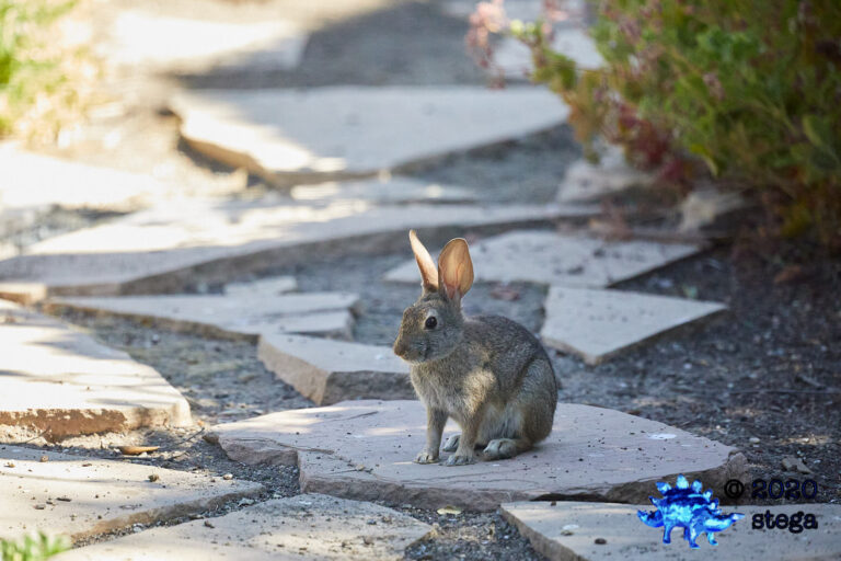 Baby Hare