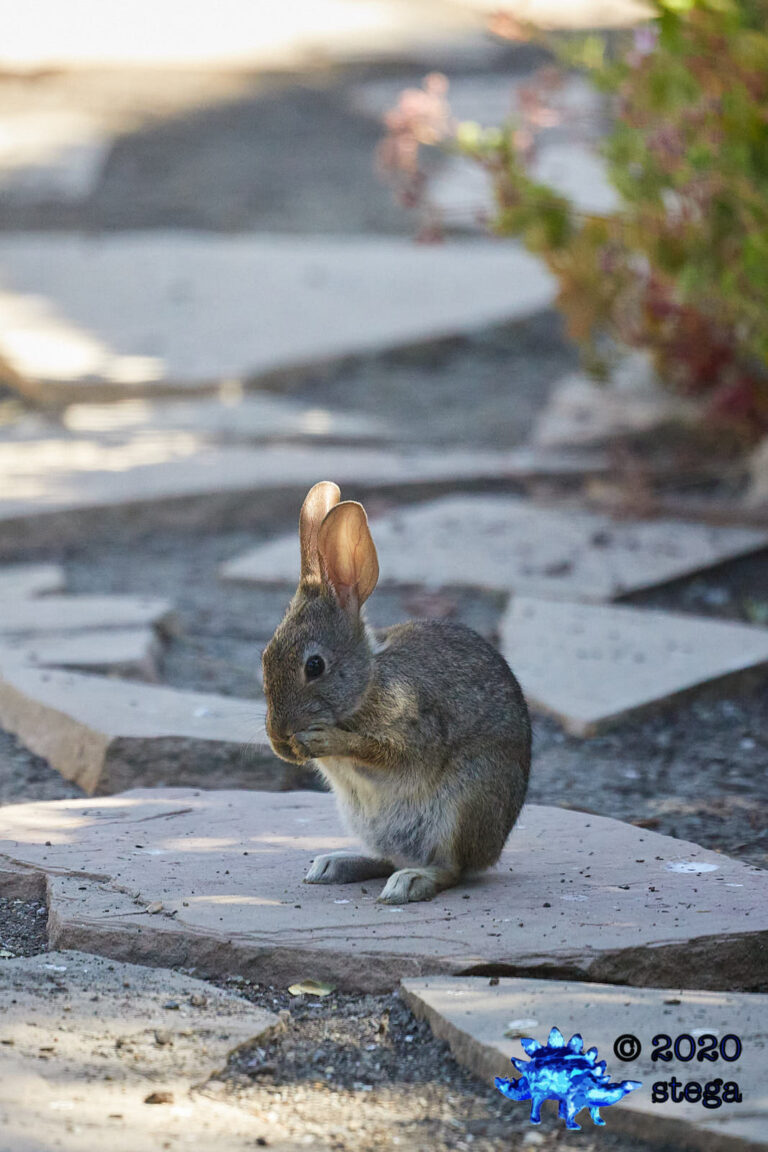 Baby Hare