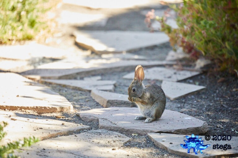 Baby Western Hare