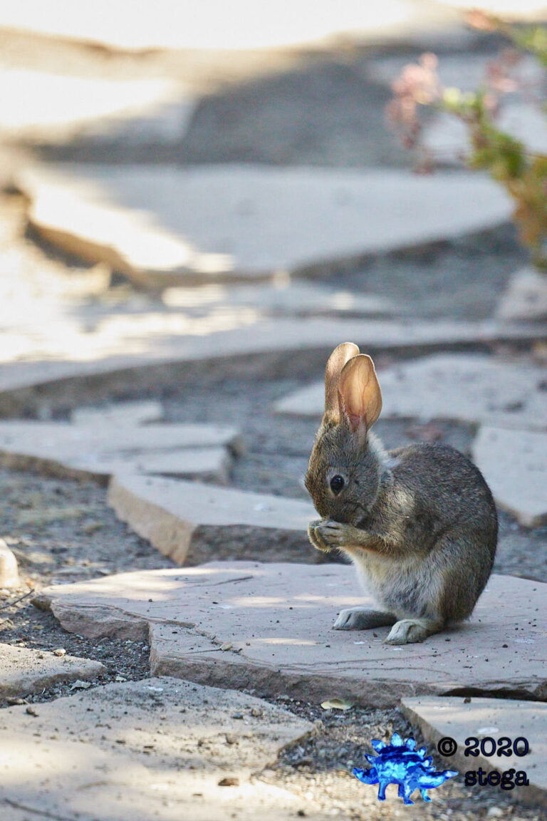 Young Hare
