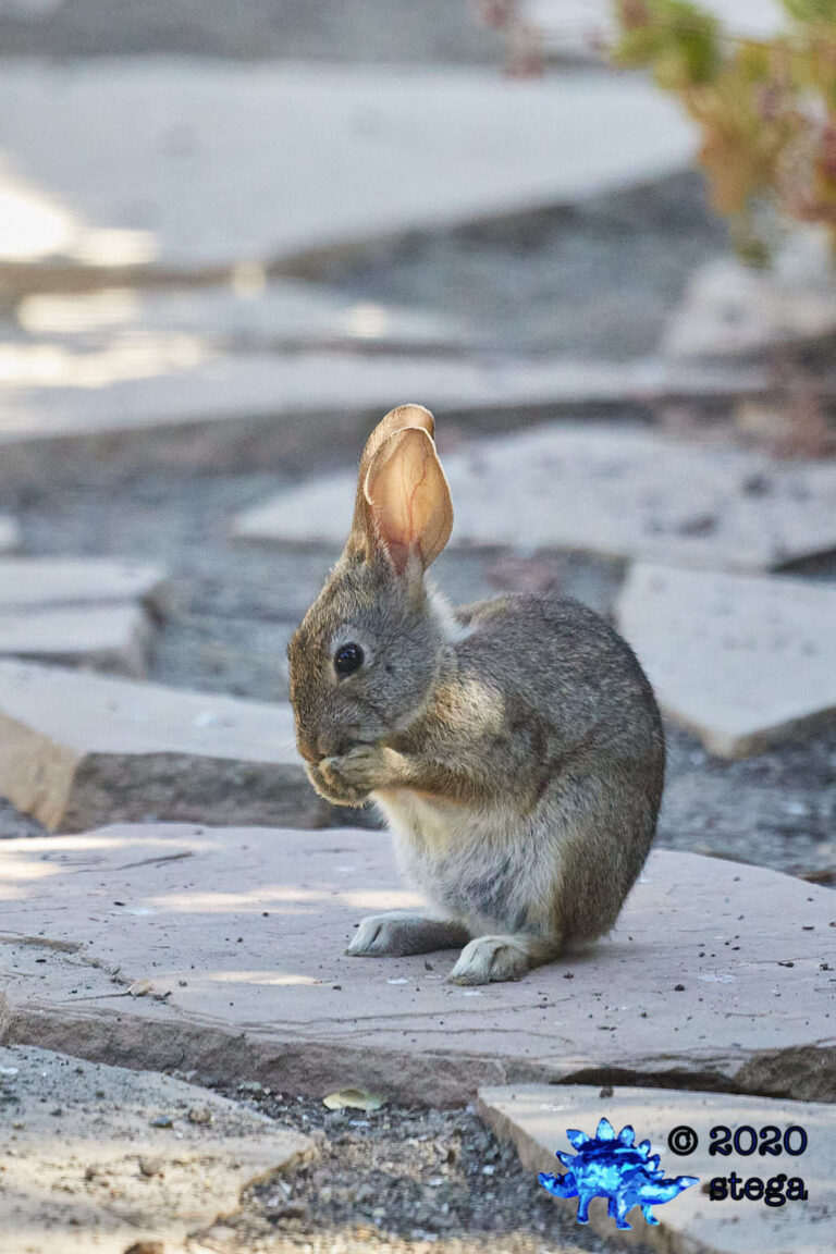 Baby Hare