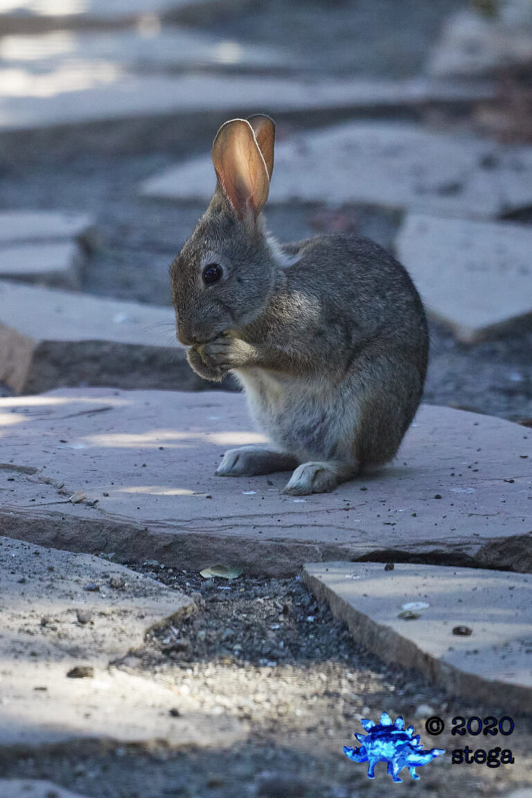 Baby Hare