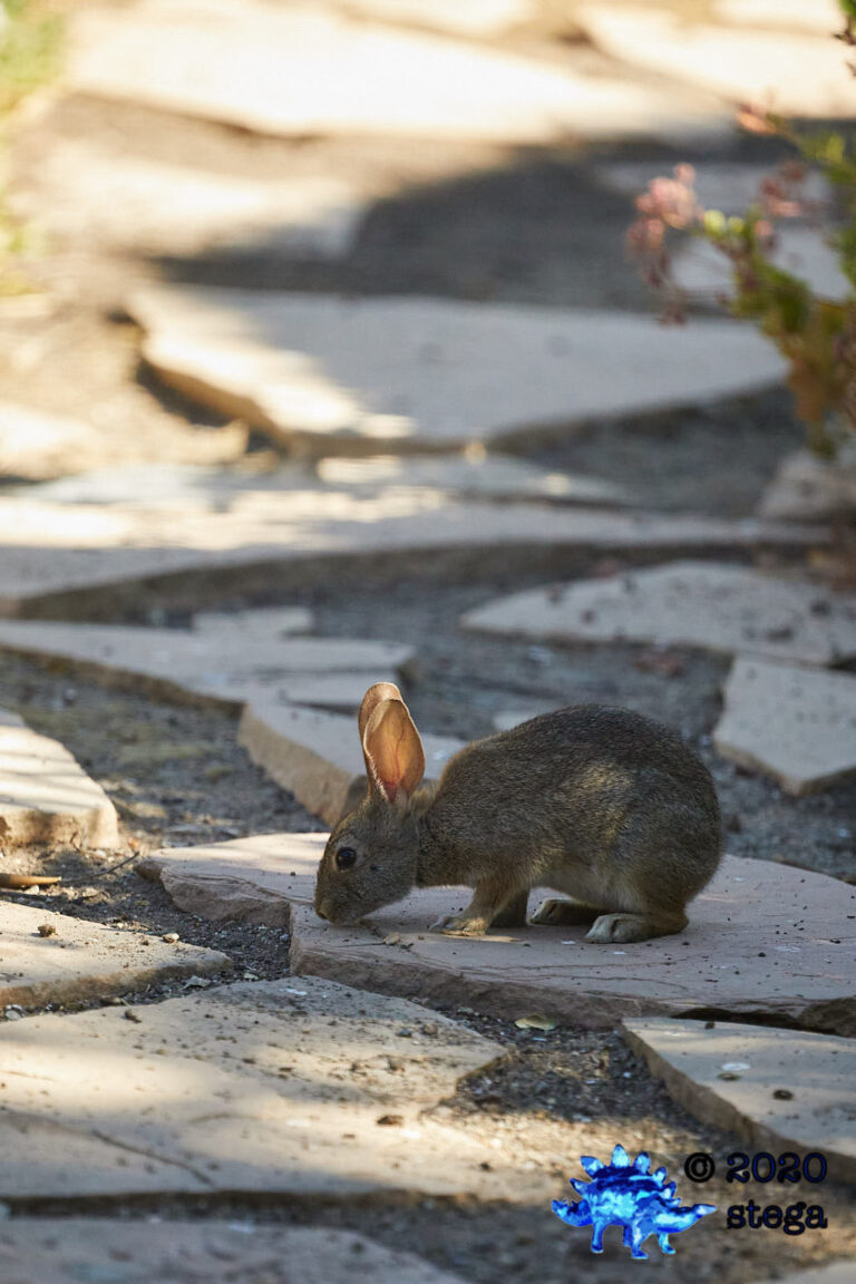 Baby Hare