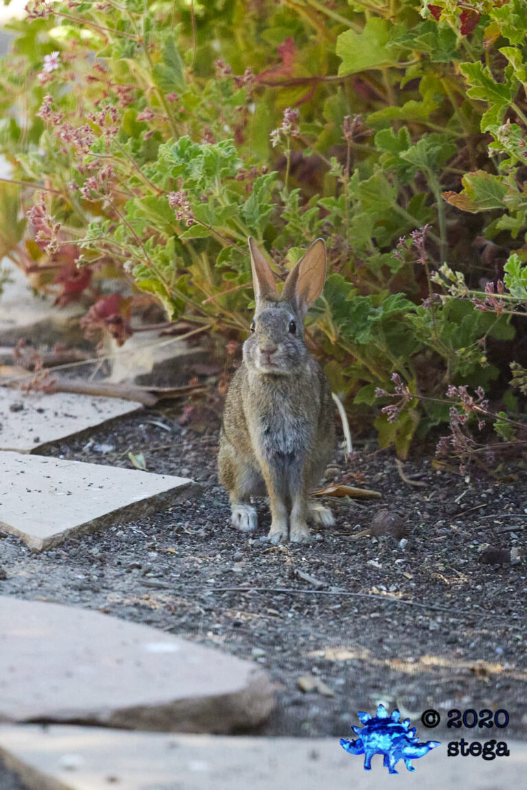 Baby Hare