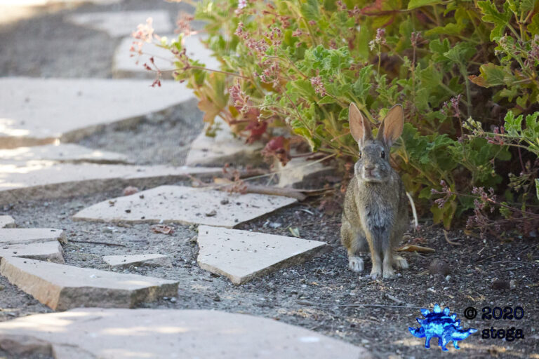 Baby Hare