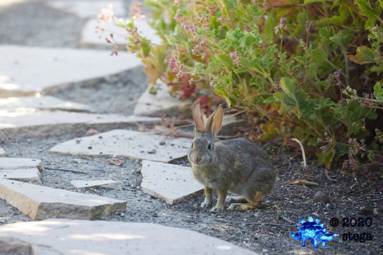 Young Hare