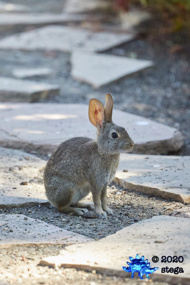 Baby Hare