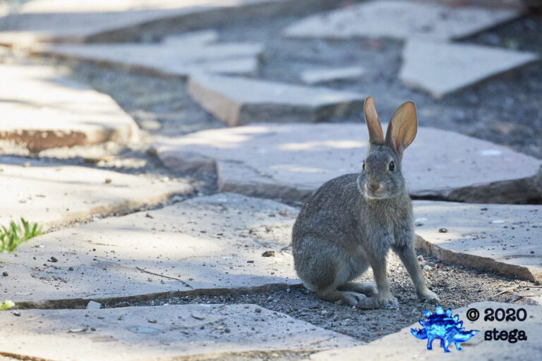 Baby Hare
