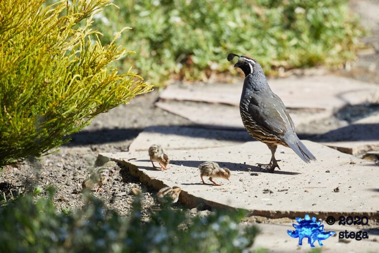 California Quail