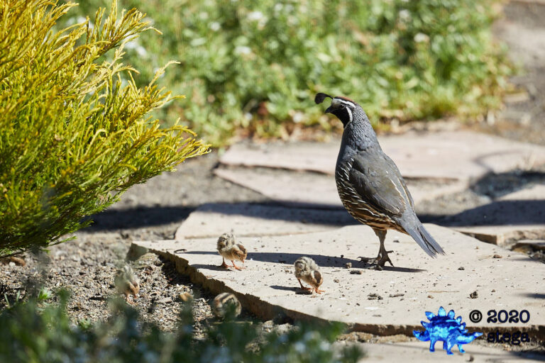 California Quail