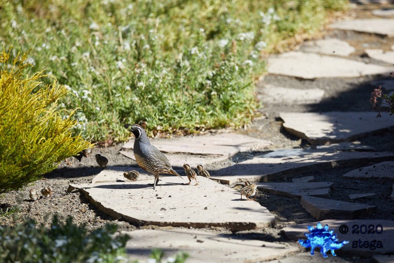 California Quail