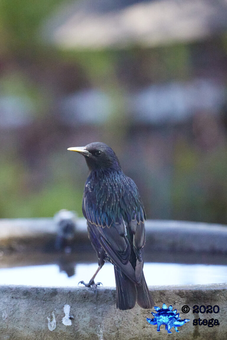 European Starling