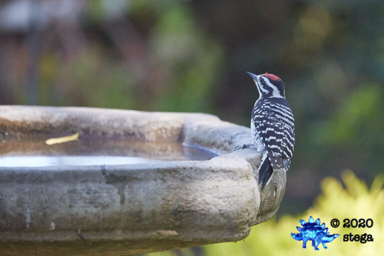 Nuttall’s Woodpecker