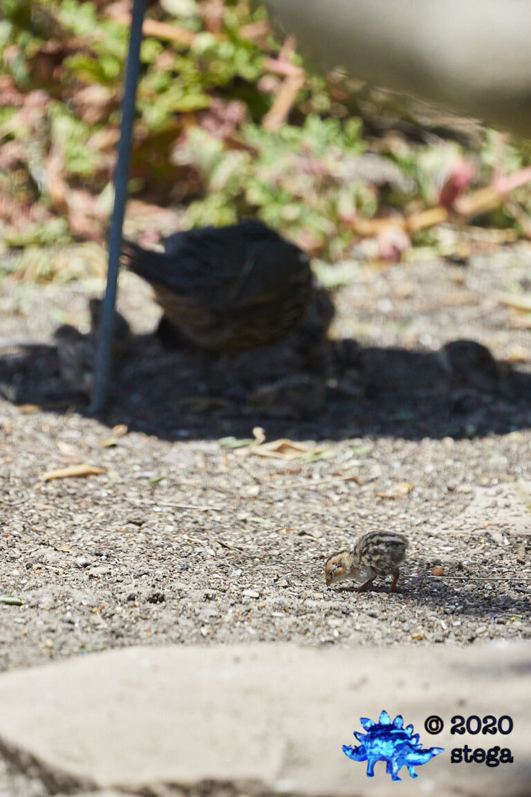 California Quail Chick