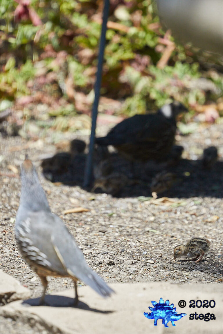 California Quail Chick